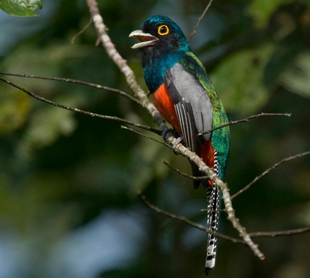 Wasai Tambopata Lodge Exteriér fotografie