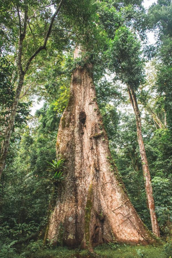 Wasai Tambopata Lodge Exteriér fotografie
